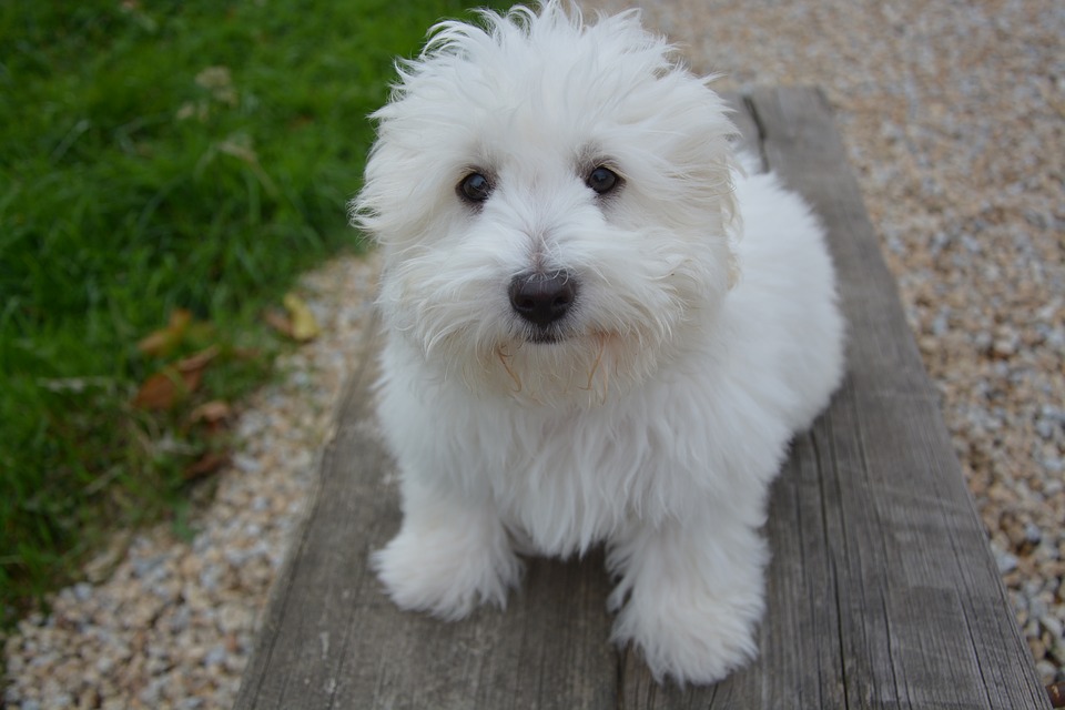 dog-2745147_960_720