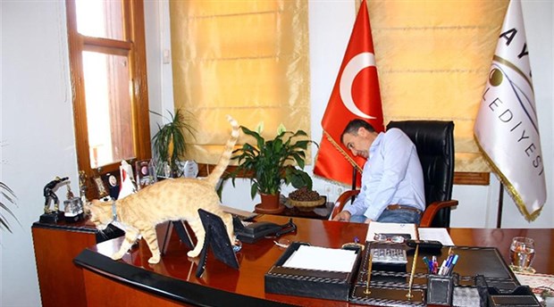 ad0e0-belediye-baskaninin-sahiplendigi-kedi-belediyenin-maskotu-oldu-294260-5