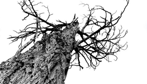 e358b-bark-branch-close-up-3209712b252812529