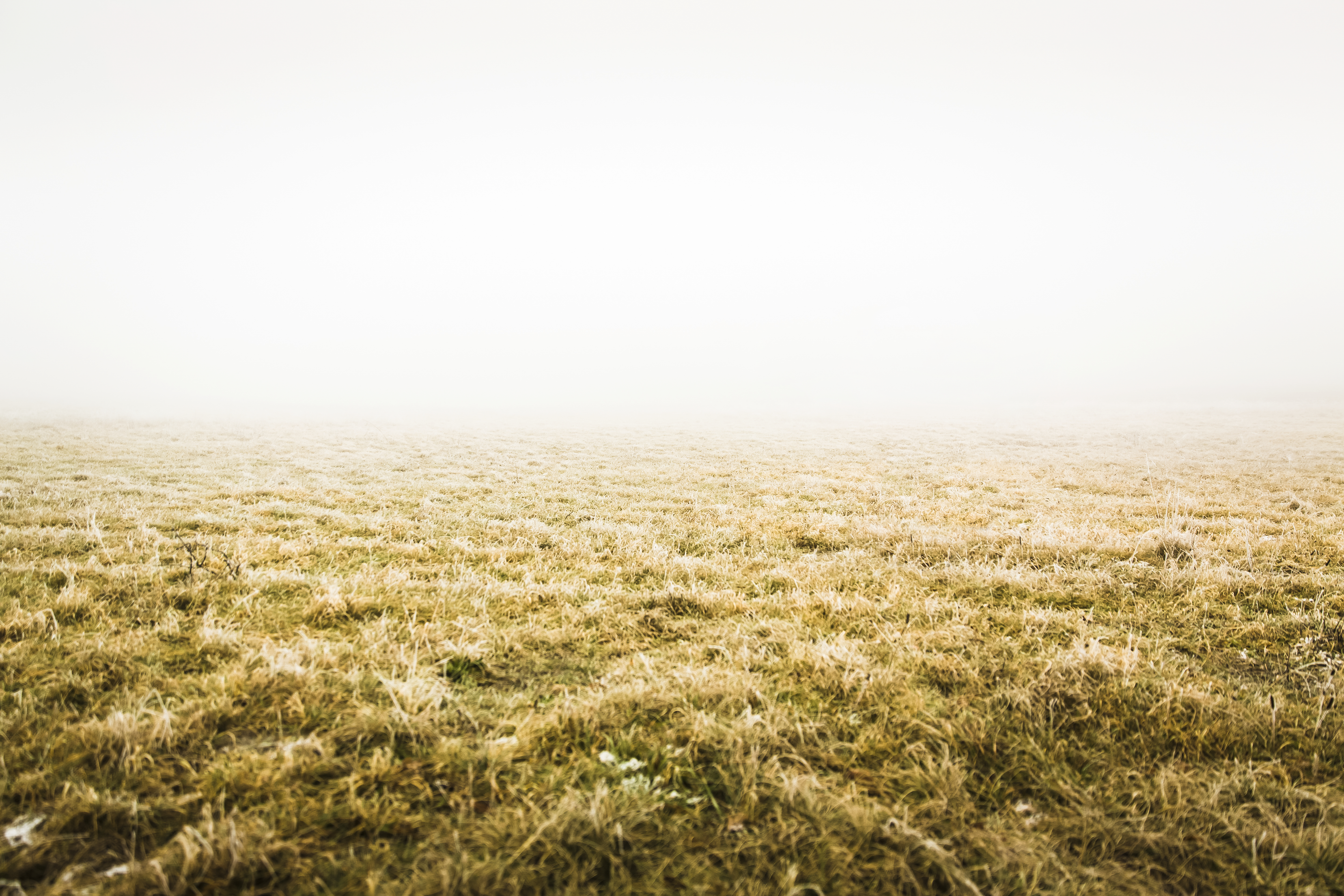 Dried yellow grassland